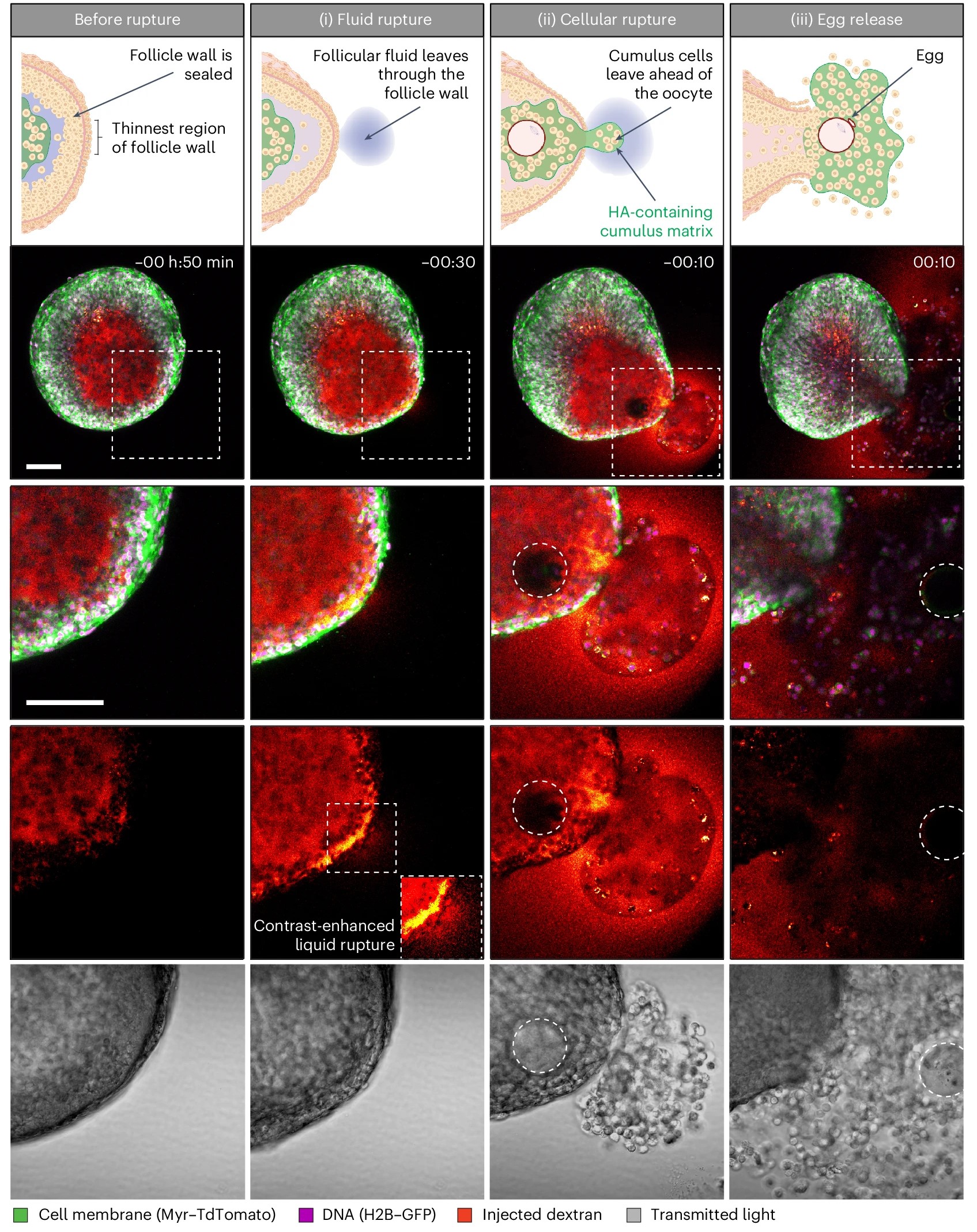  Illustrations and representative confocal images of fluid rupture, cellular rupture and egg release.