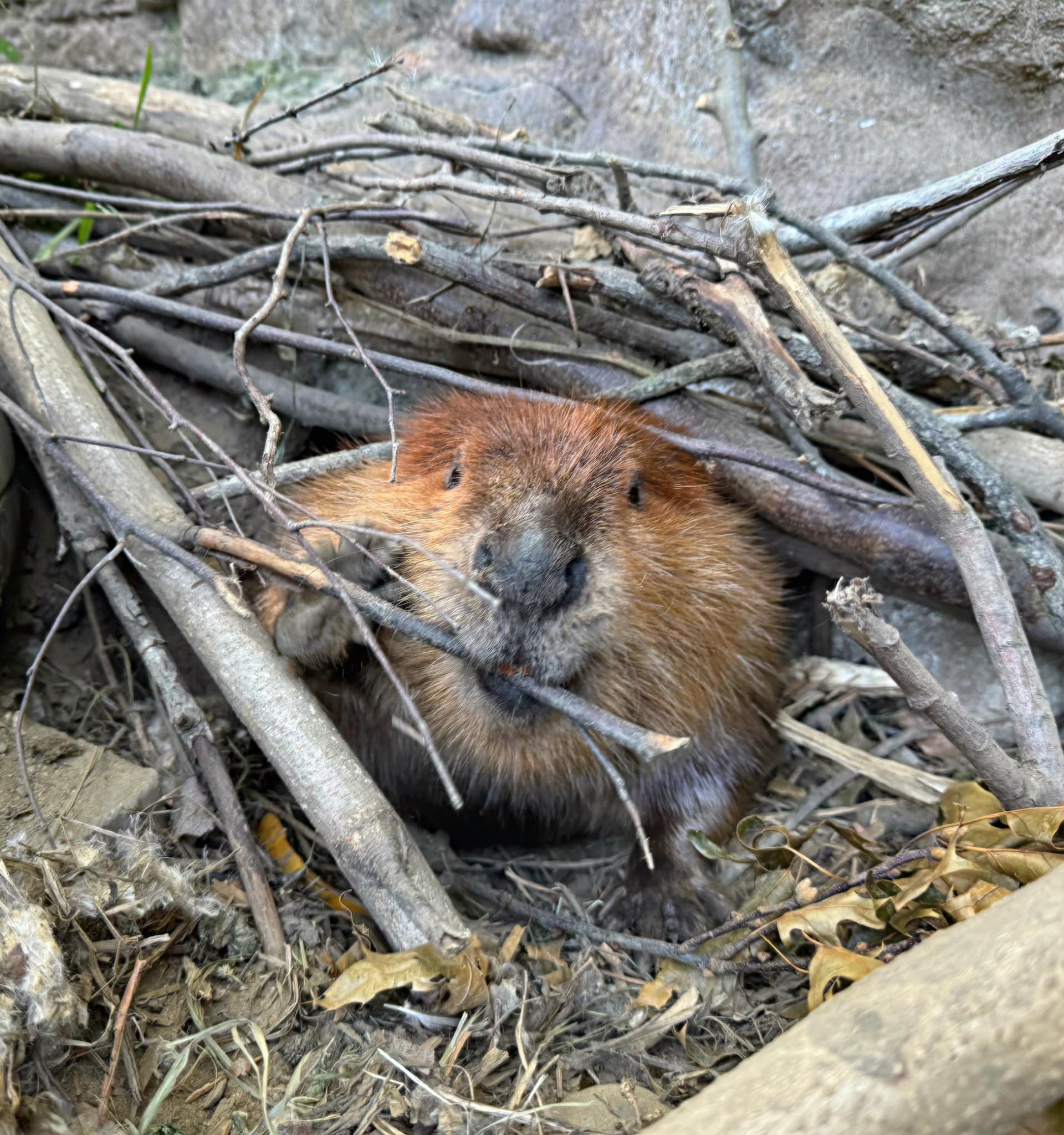 Image of a beaver partially hidden in a pile of sticks, chewing on one stick