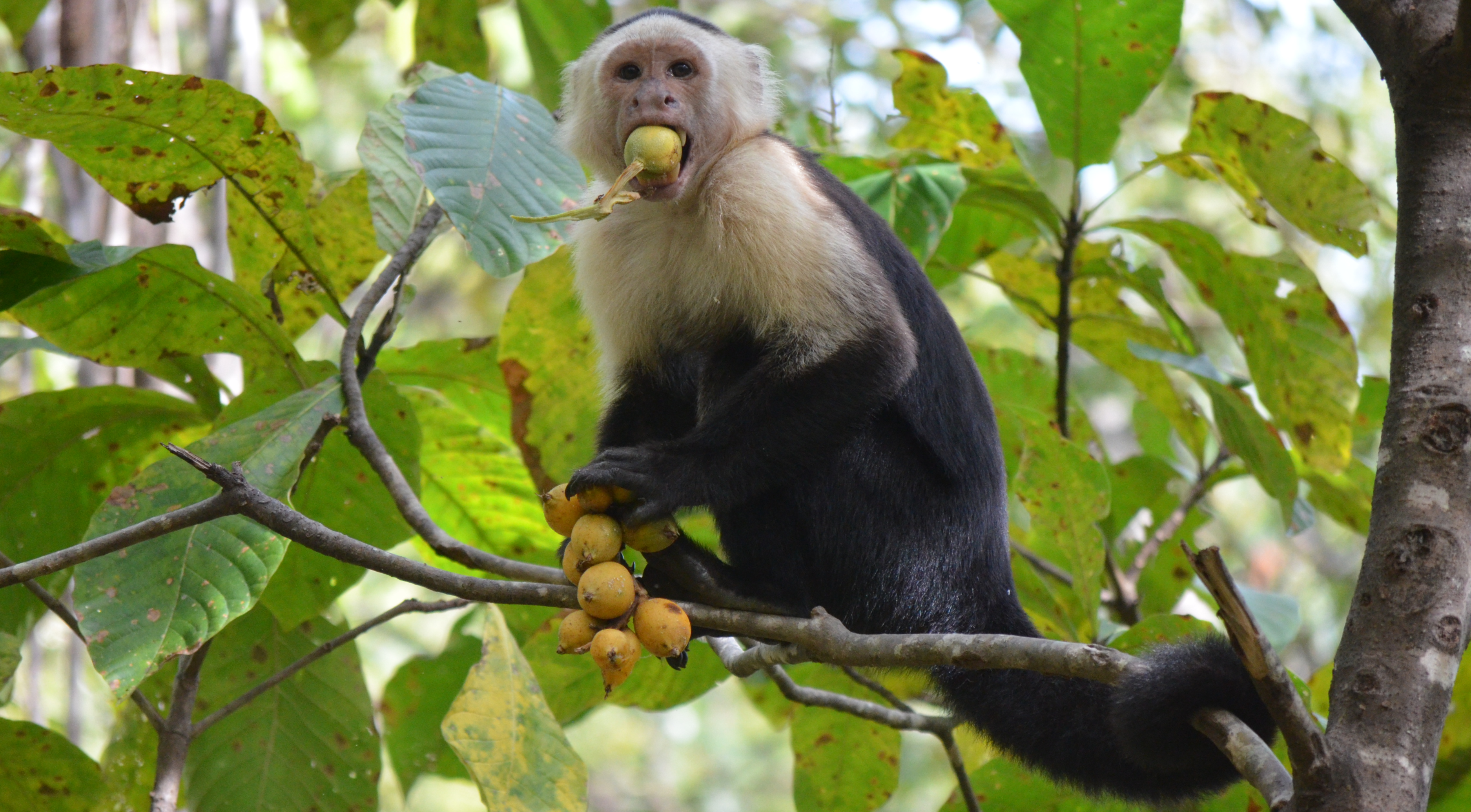 No reason, we just thought you'd like this photo of a caputchin monkey eating fruit.