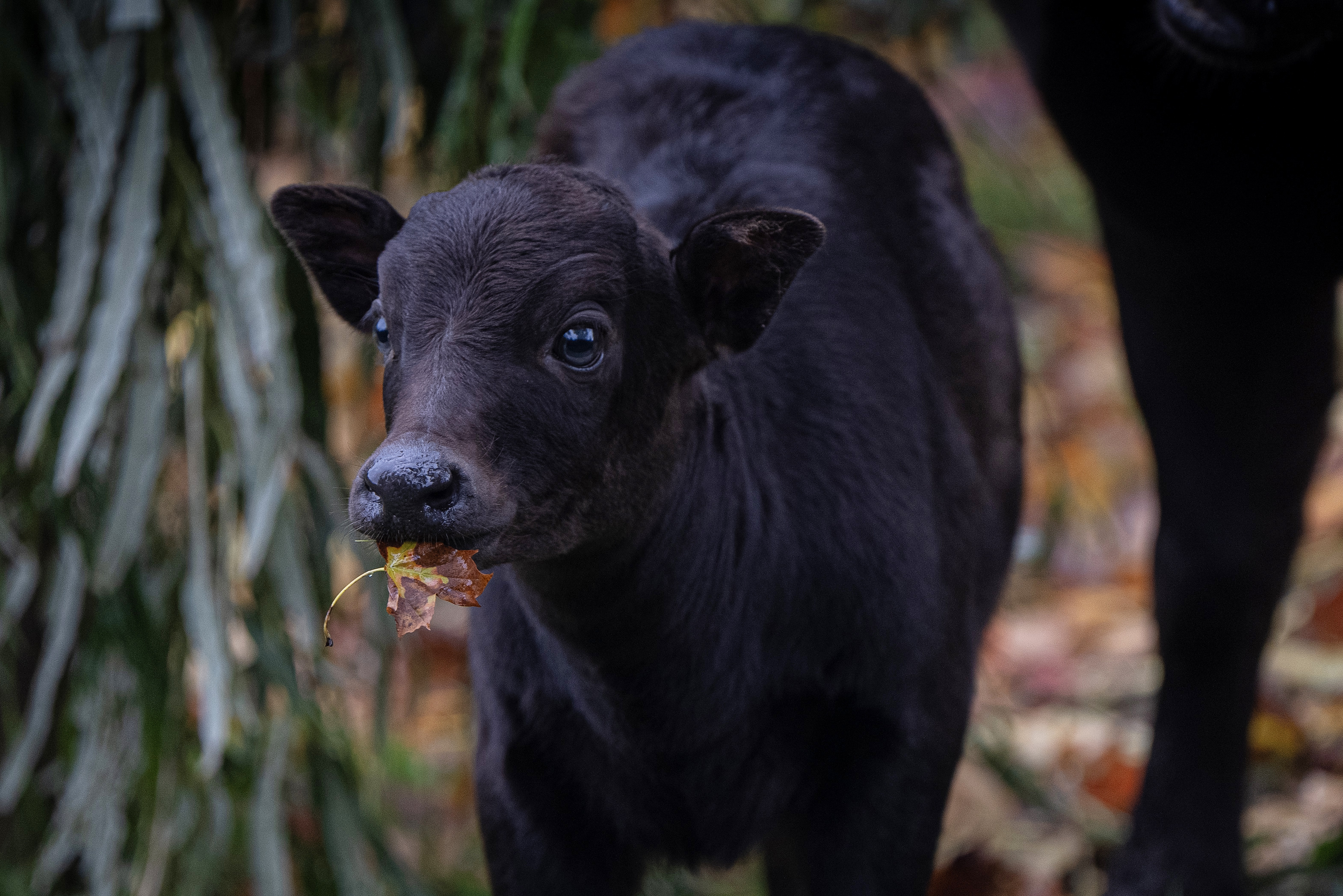 photograph of an anoa calf with a leaf in its mouth