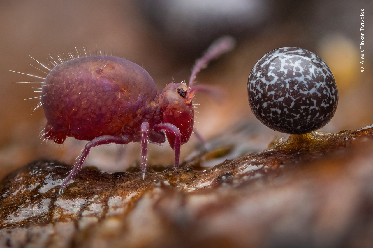 Fruiting bodies of slime mold and a tiny springtail