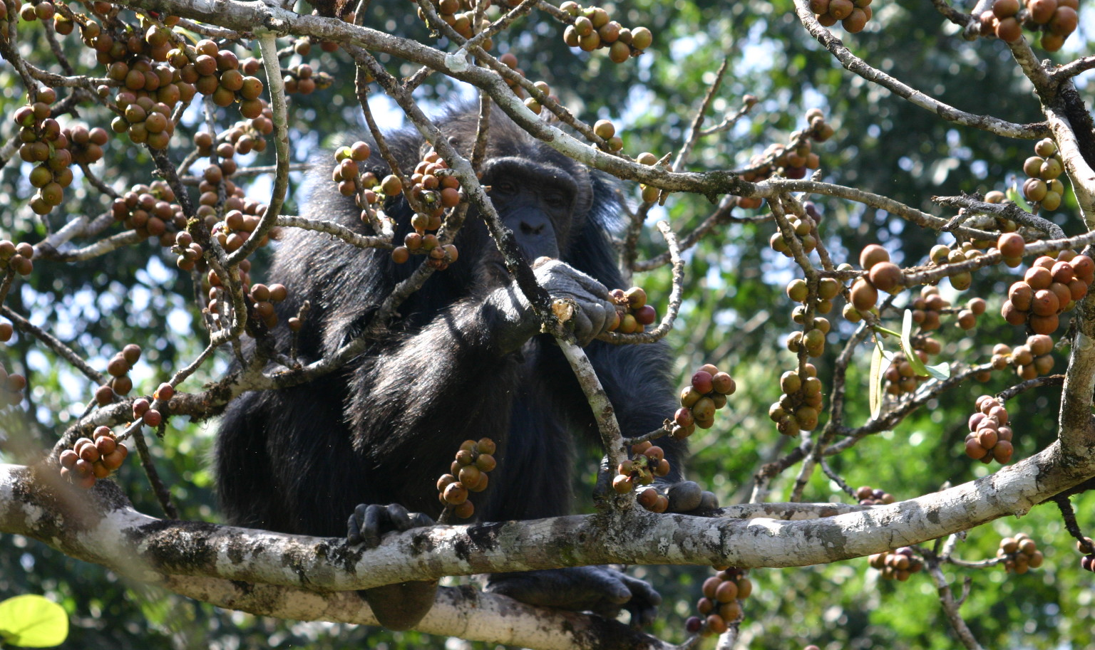 If you're a chimpanzee who wants to get drunk, like this female, you might have to eat a lot of fermented fruit. Just as well sometimes trees produce a lot at once.