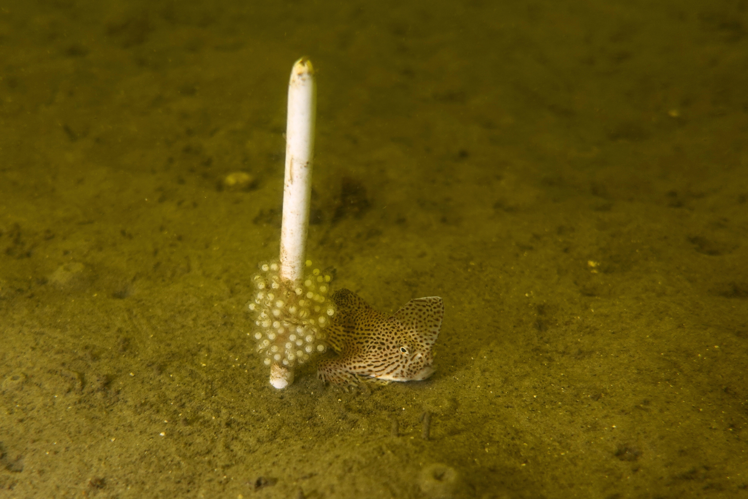 A grumpy spotted handfish next to a short white post with eggs at the bottom.