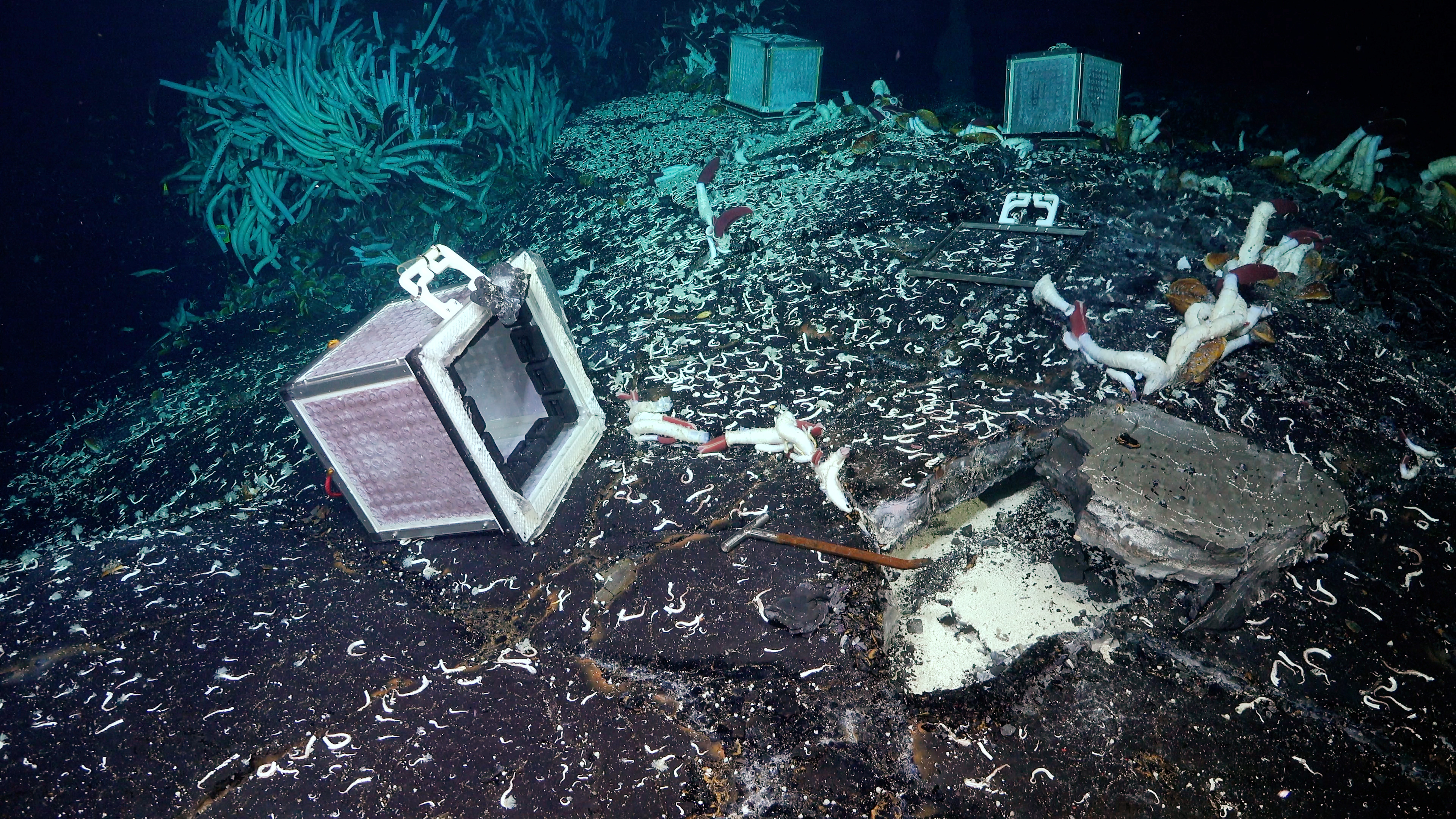 A glimpse into the uncovered warm, fluid-filled subsurface cavity at the deep-sea hydrothermal vents. A chisel was used to dig into the subsurface.