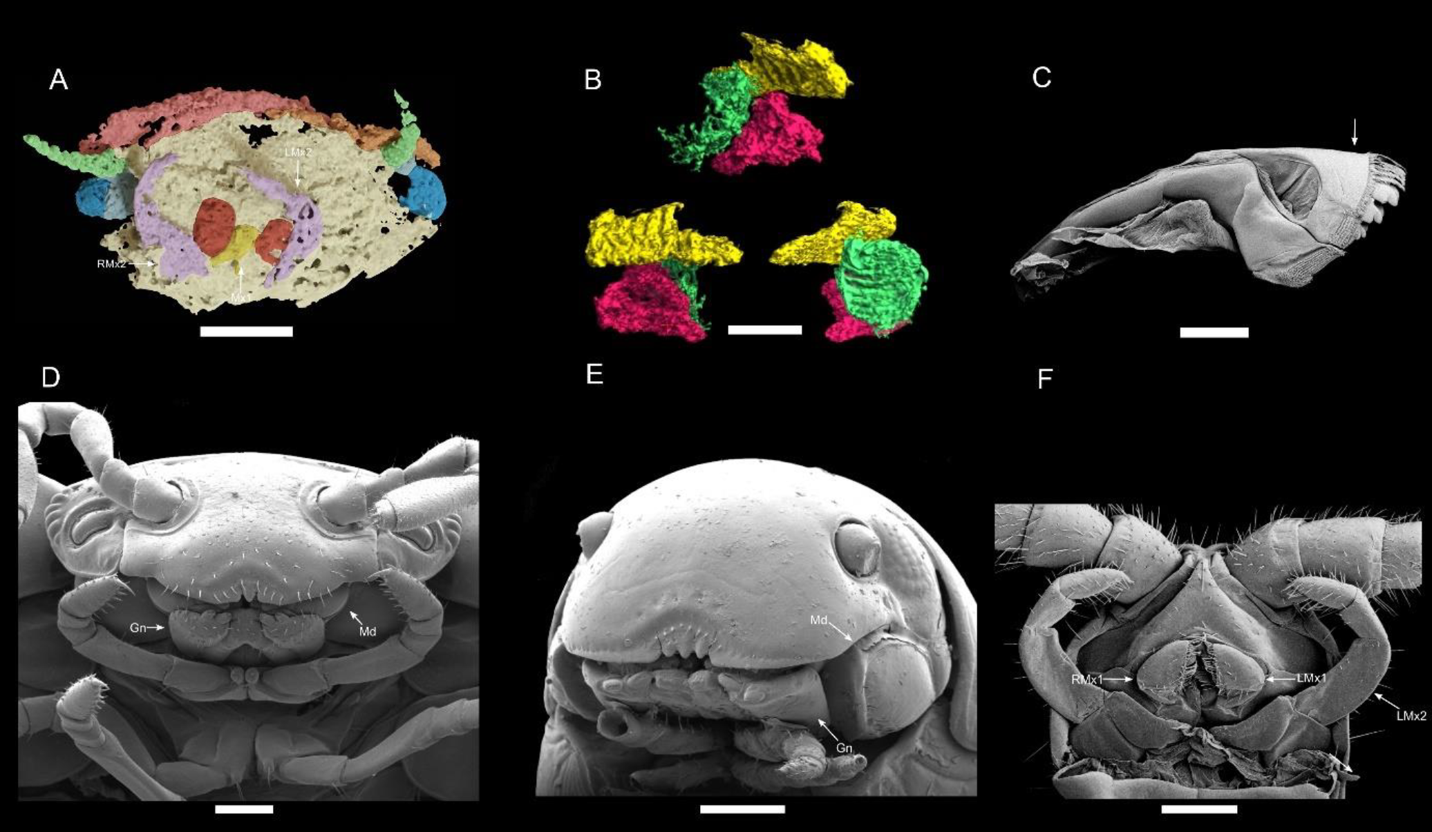 The 3D model of Arthropleura's head compared to living millipedes and centipedes.