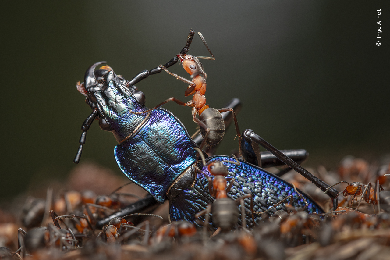 red wood ants dismember a blue ground beetle