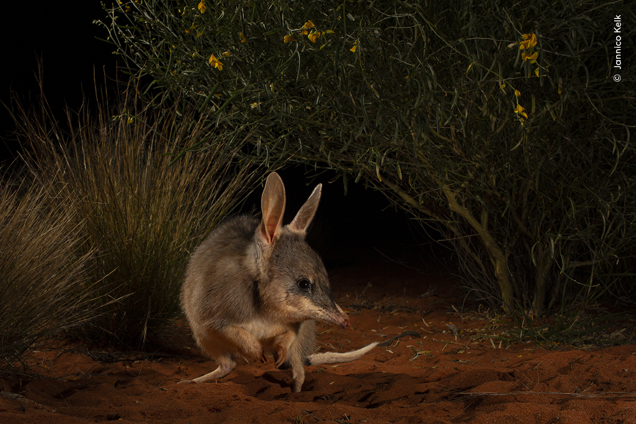 The greater bilby