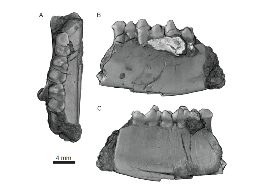 three angles of a jaw fragment with a few molars in of a mammal that lived in swamps 75 million years ago