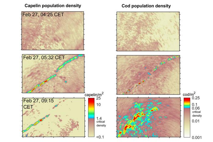 The OAWRS images showing the way both capelin and cod came together and then dispersed in unison.