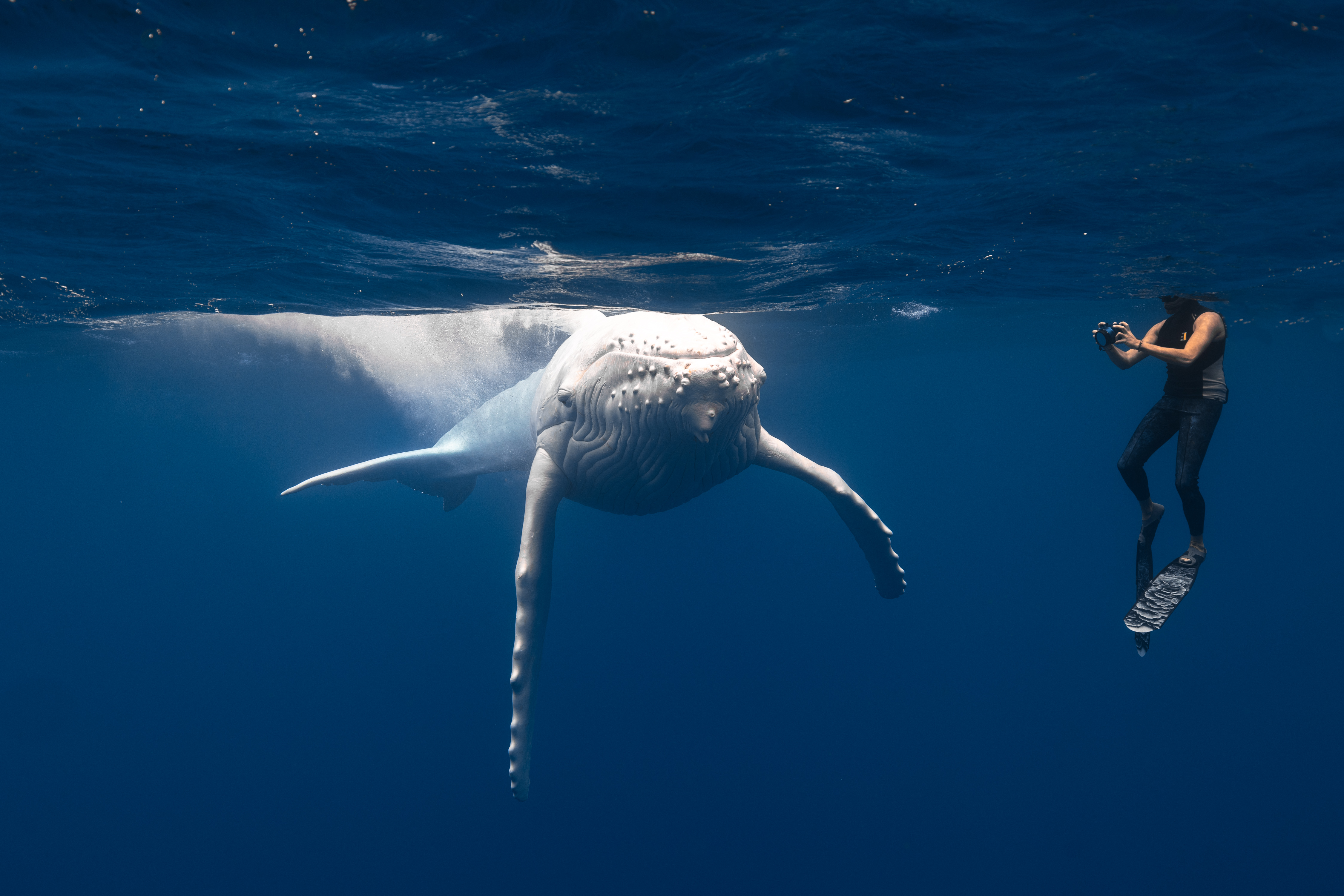 diver in the water with white humpback whale calf