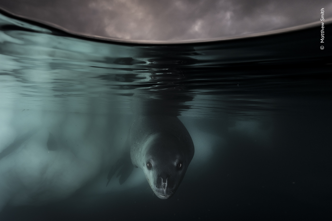 Leopard seal lurking beneath Antarctic ice