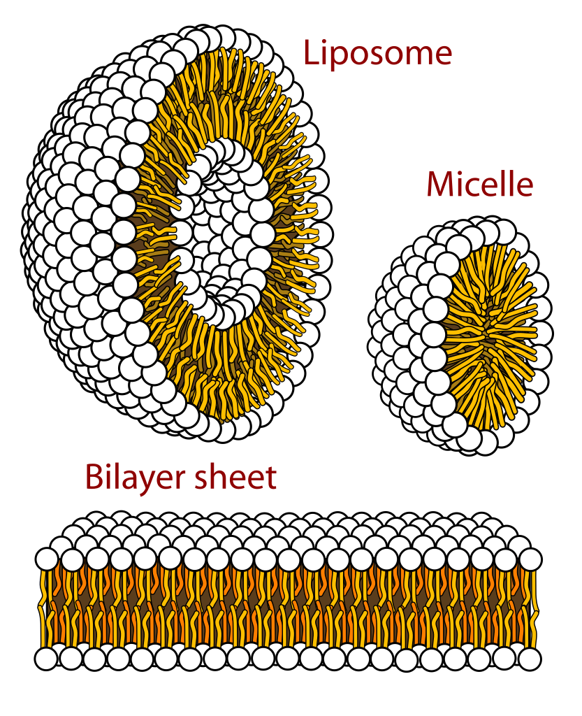 Cross section of the different structures that phospholipids can take in a aqueous solution. The circles are the hydrophilic heads and the wavy lines are the fatty acyl side chains.