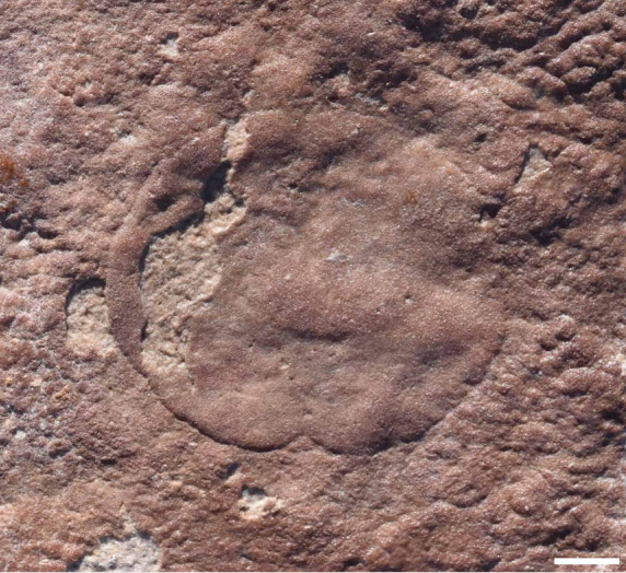 One of the fossils of Quaestio simpsonorum from the Ediacaran hills. The ridge looks like it could just be a bump in the underlying terrain, but is seen in all examples.