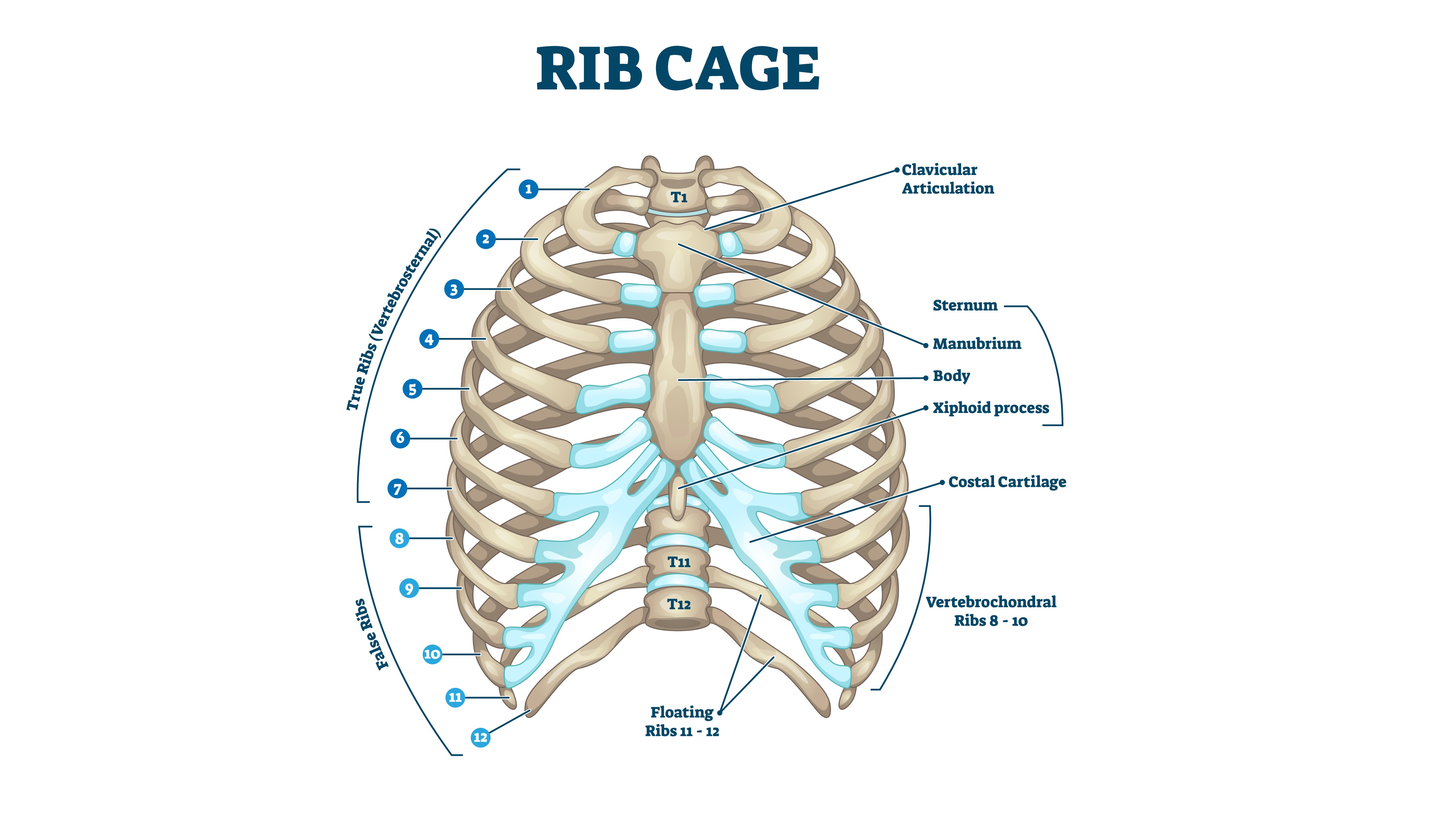 An illustration showing the anatomy of a rib cage.