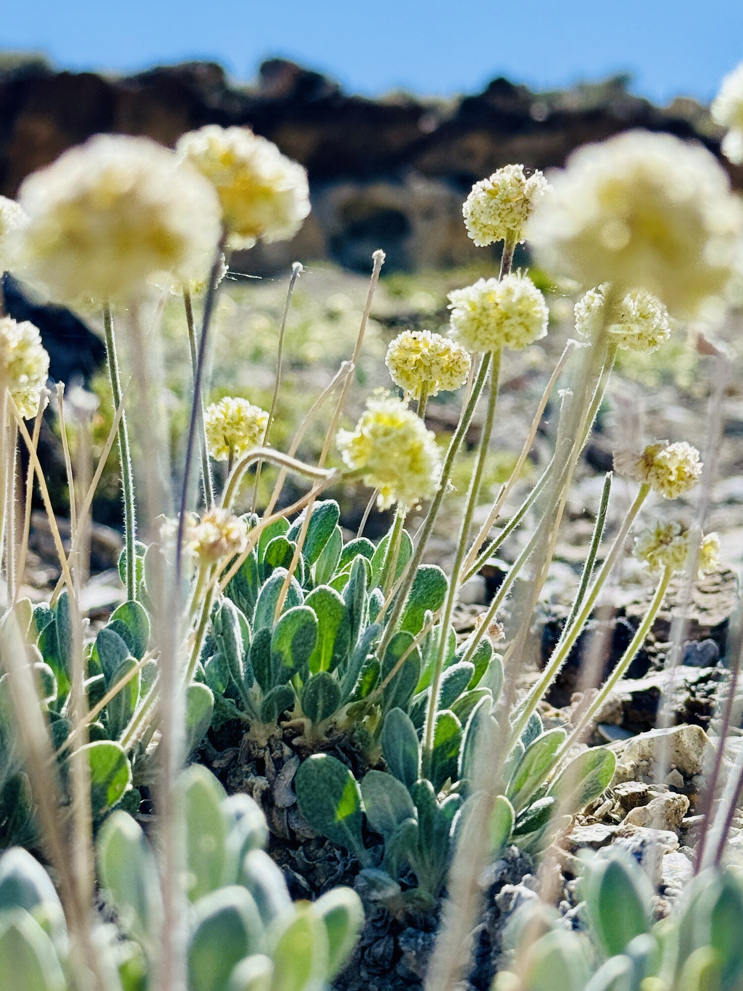 Tiehm's buckwheat is a species of flowering plant only found in the Silver Peak Range of Esmeralda County, Nevada