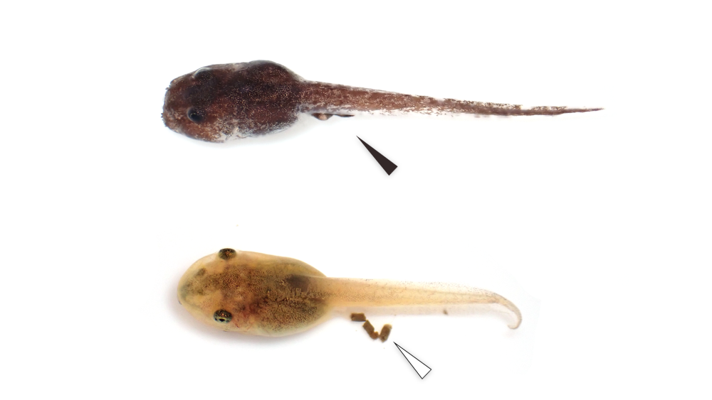 the eiffinger's tadpole doesn't show a defecation trace (residual poop) on its underside like other tadpoles