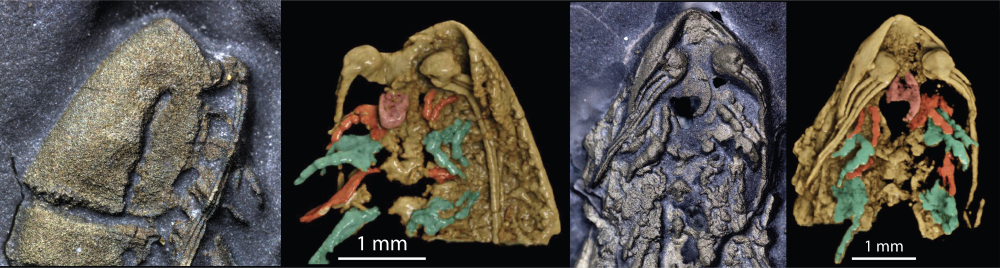 The head of Lomankus edgecombei.