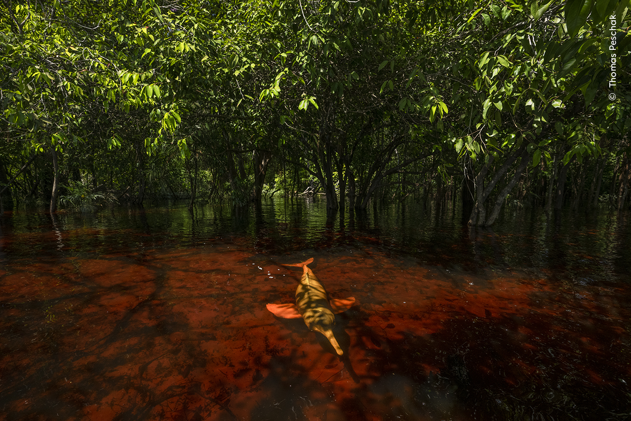 Amazon river dolphin in seasonally flooded forest