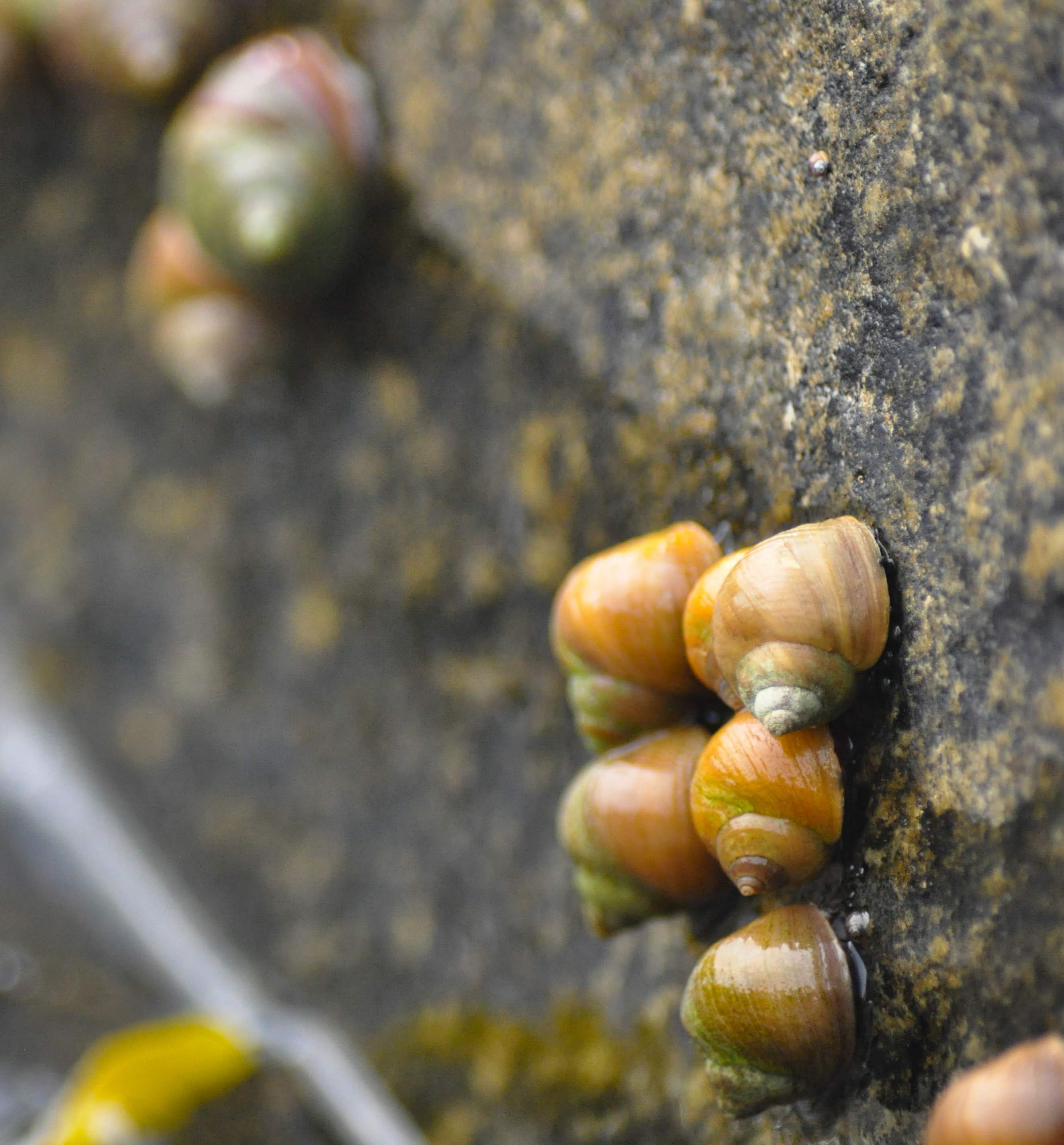 A cluster of wave-ecotype sea snails ( Littorina saxatilis) on a rocky skerry.