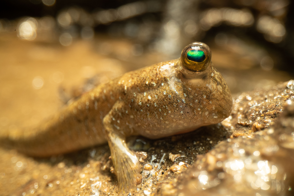 a mudskipper on mud, it has a sandy body and big round eyes