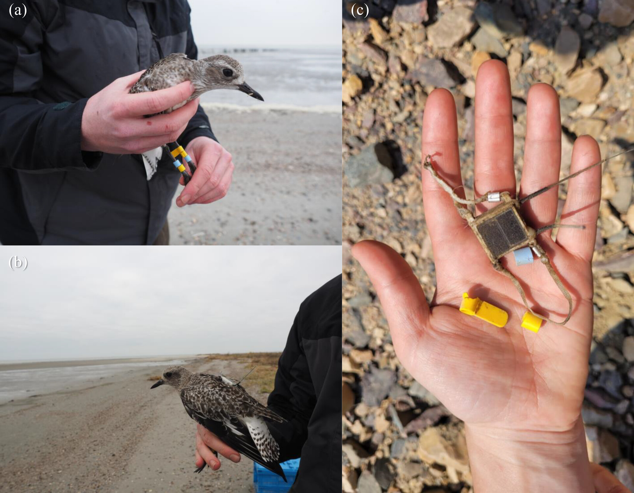 Three images, two showing the plover with the banded legs and GPS transmitter fitted and one showing the bands and transmitter in the palm of a hand.