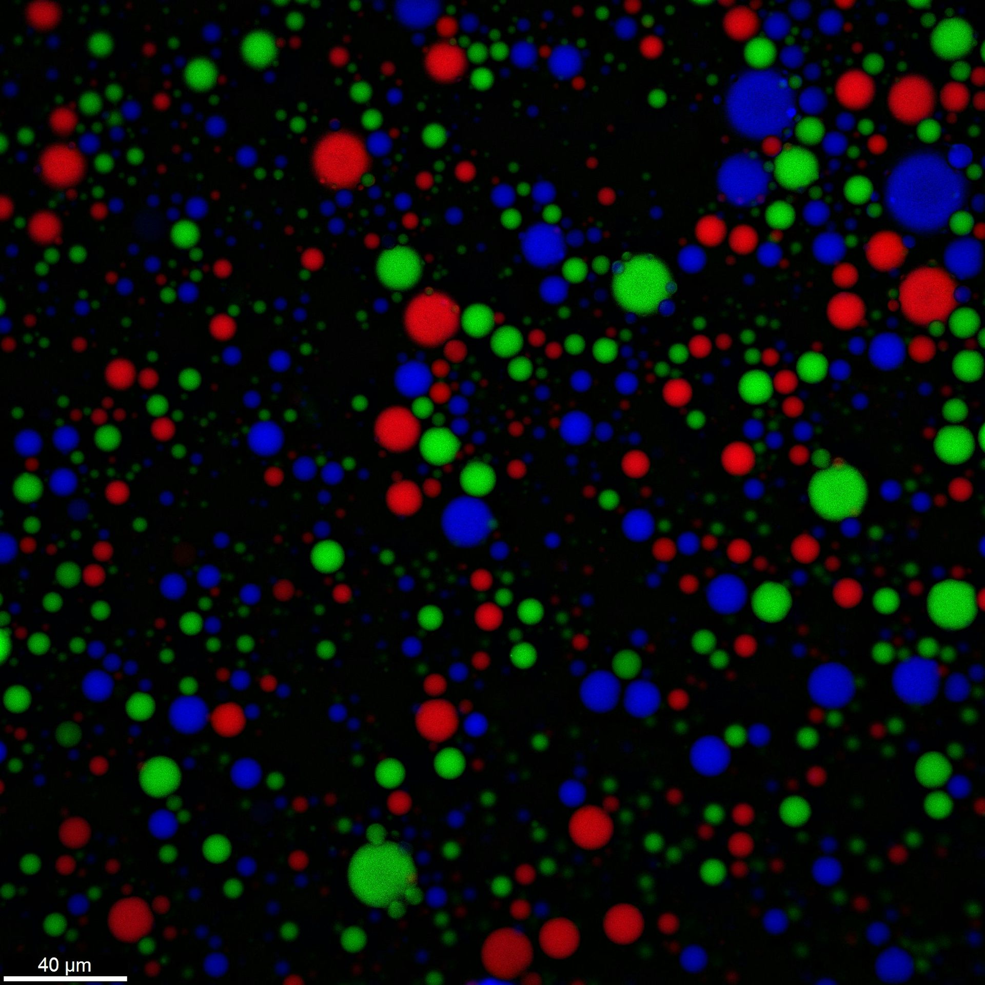 Red, green, and blue circles, Droplets with meshy walls resist fusion and prevent leakage of their RNA. In this image, each color represents a different type of RNA.