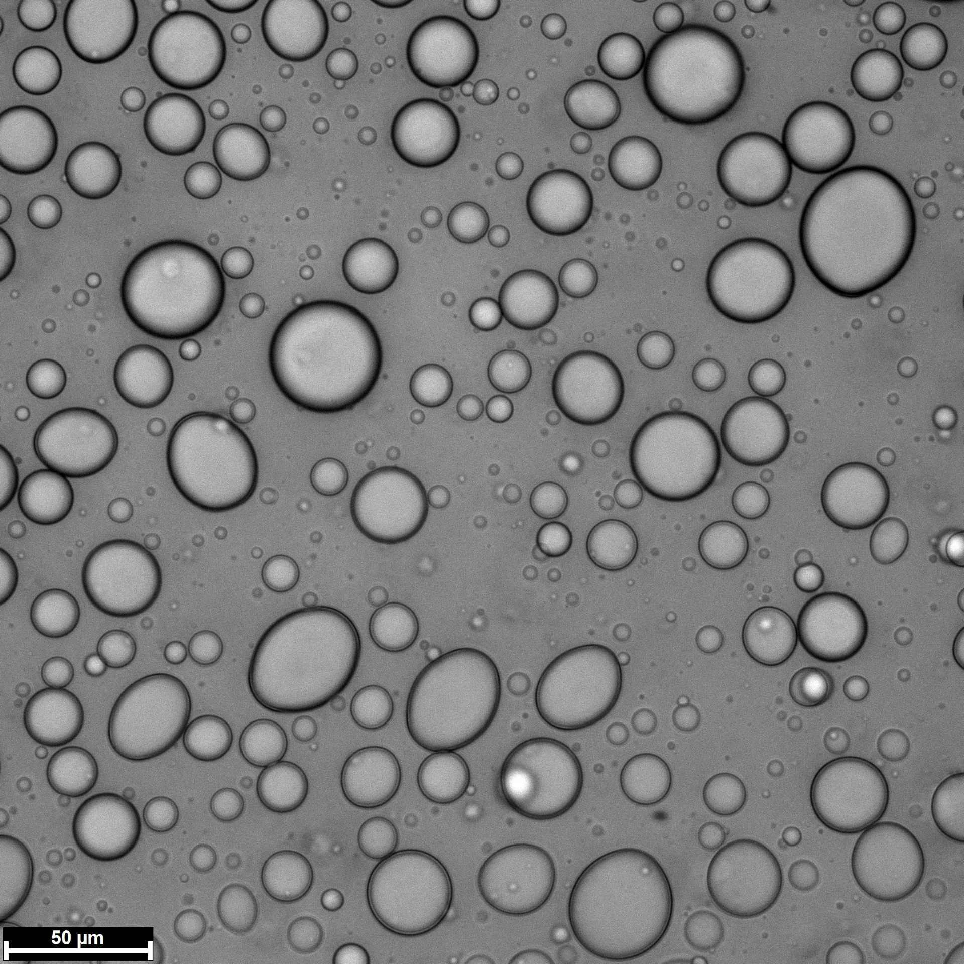 Coacervate droplets resemble oil suspended in water.