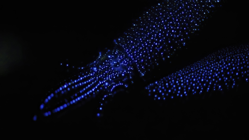 a firefly squid in dark waters, it has lots of blue dots of bioluminescence on it