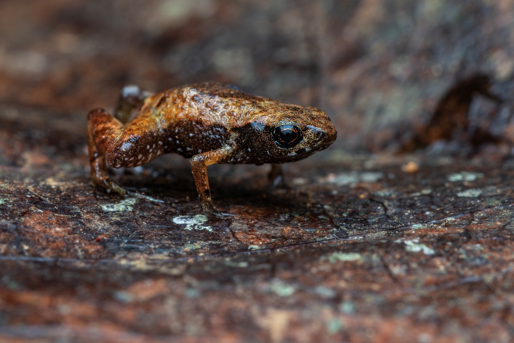 Very small toadlet with brown and black body and bright orange rings in otherwise black eyes. The toad is on top of a leaf which helps camouflage it.