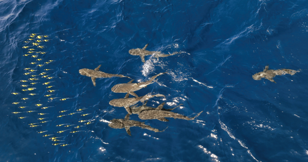 grey reef sharks chasing yellow moorish idols through water