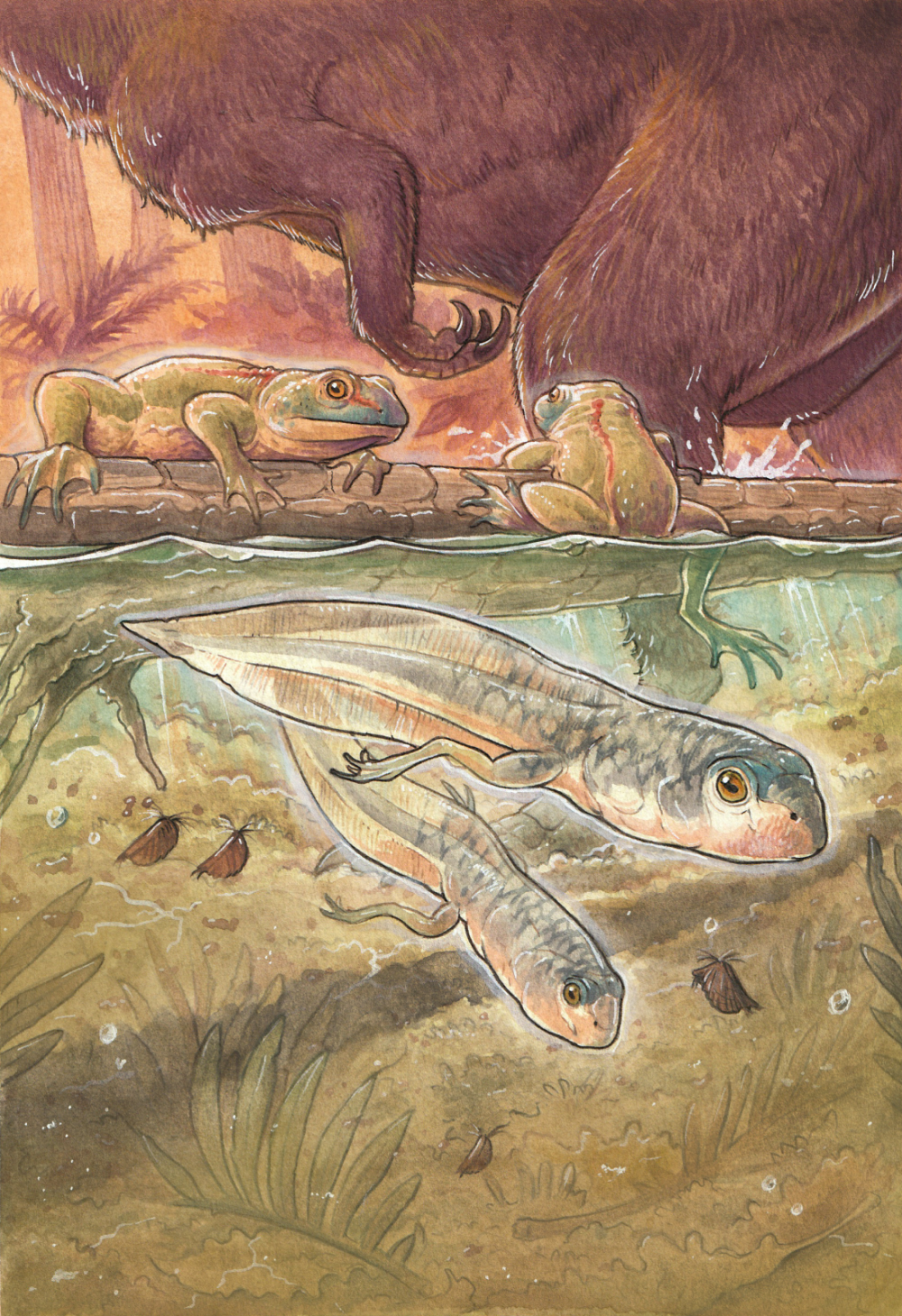 illustration of jurassic frog species with its large tadpole babies