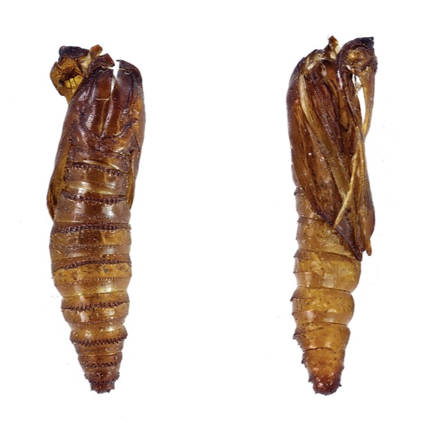 pupal casings of Carmenta brachyclados