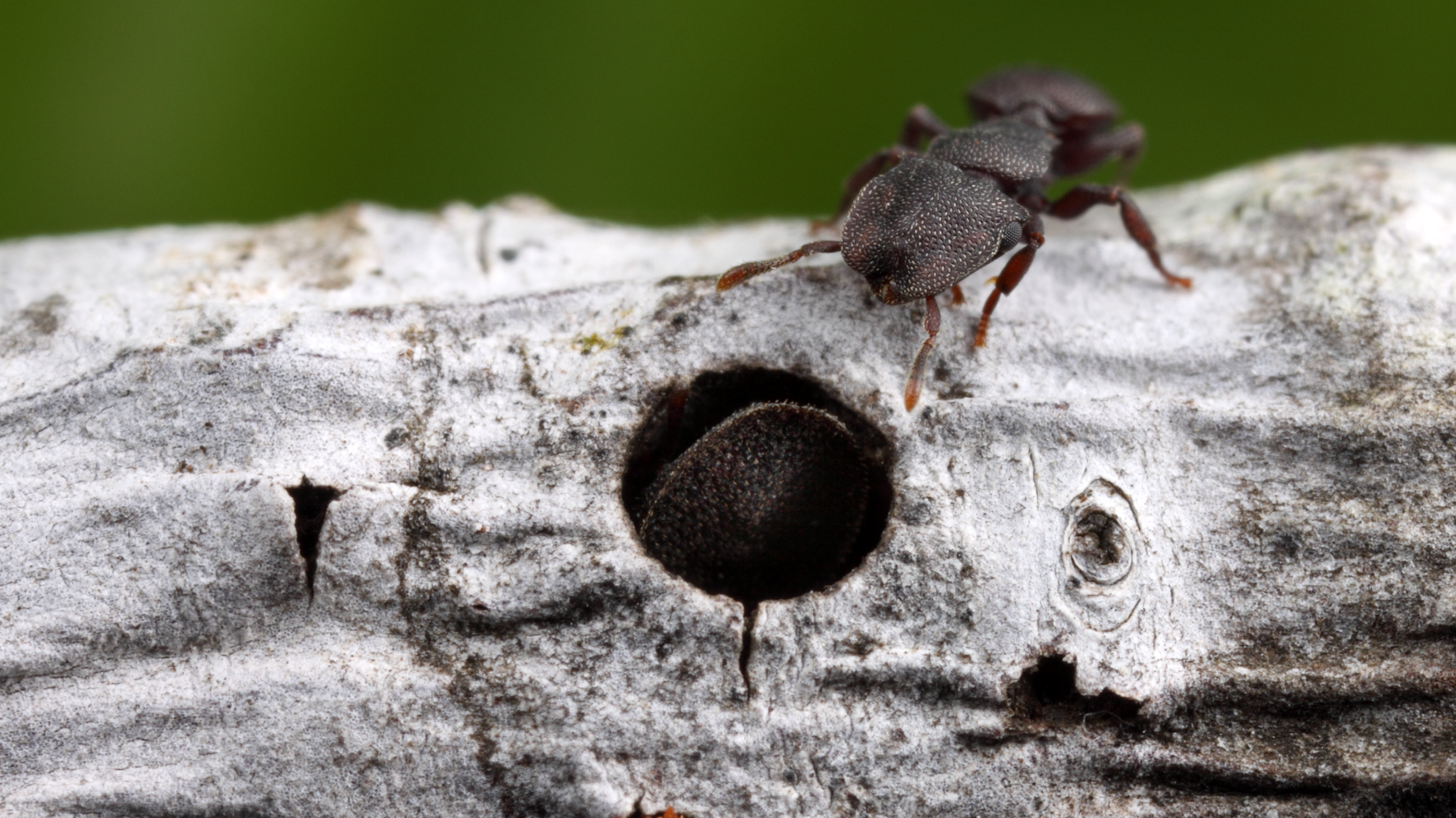 Soldier turtle ant using shield-shaped head to block nest entrance (minor worker above)