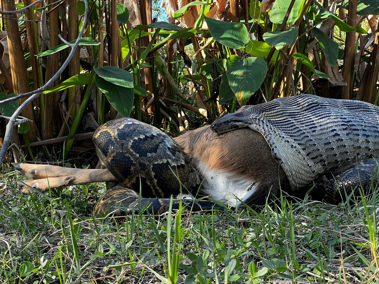 A nearly 4.6-meter (15-foot) long python devours a 35-kilogram (77-pound) deer. 