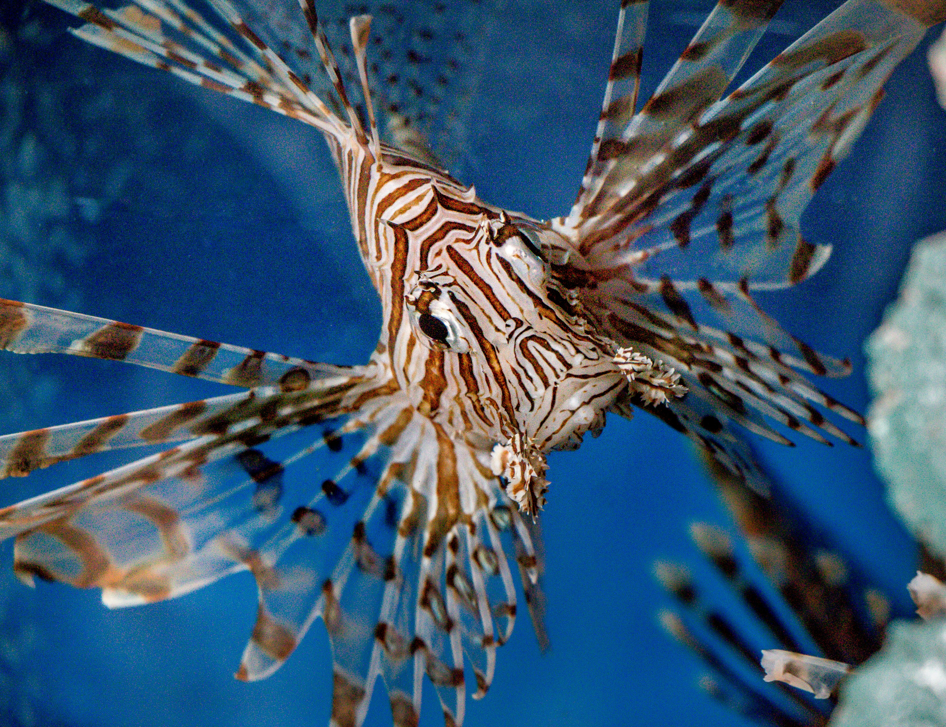 A Lionfish in an aquarium in Vietnam