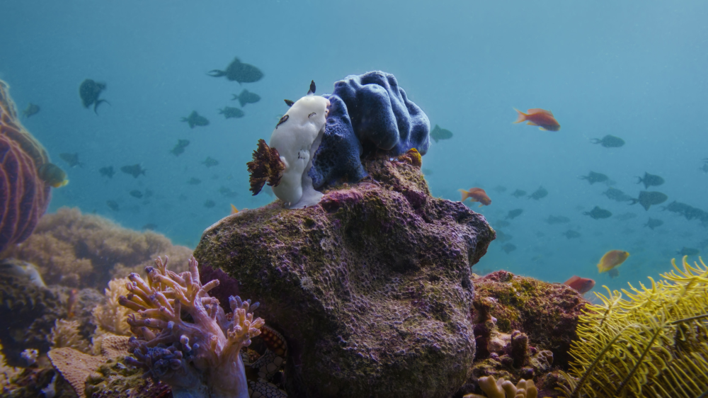 a white sea bunny sea cucumber eating a blue poisonous sponge