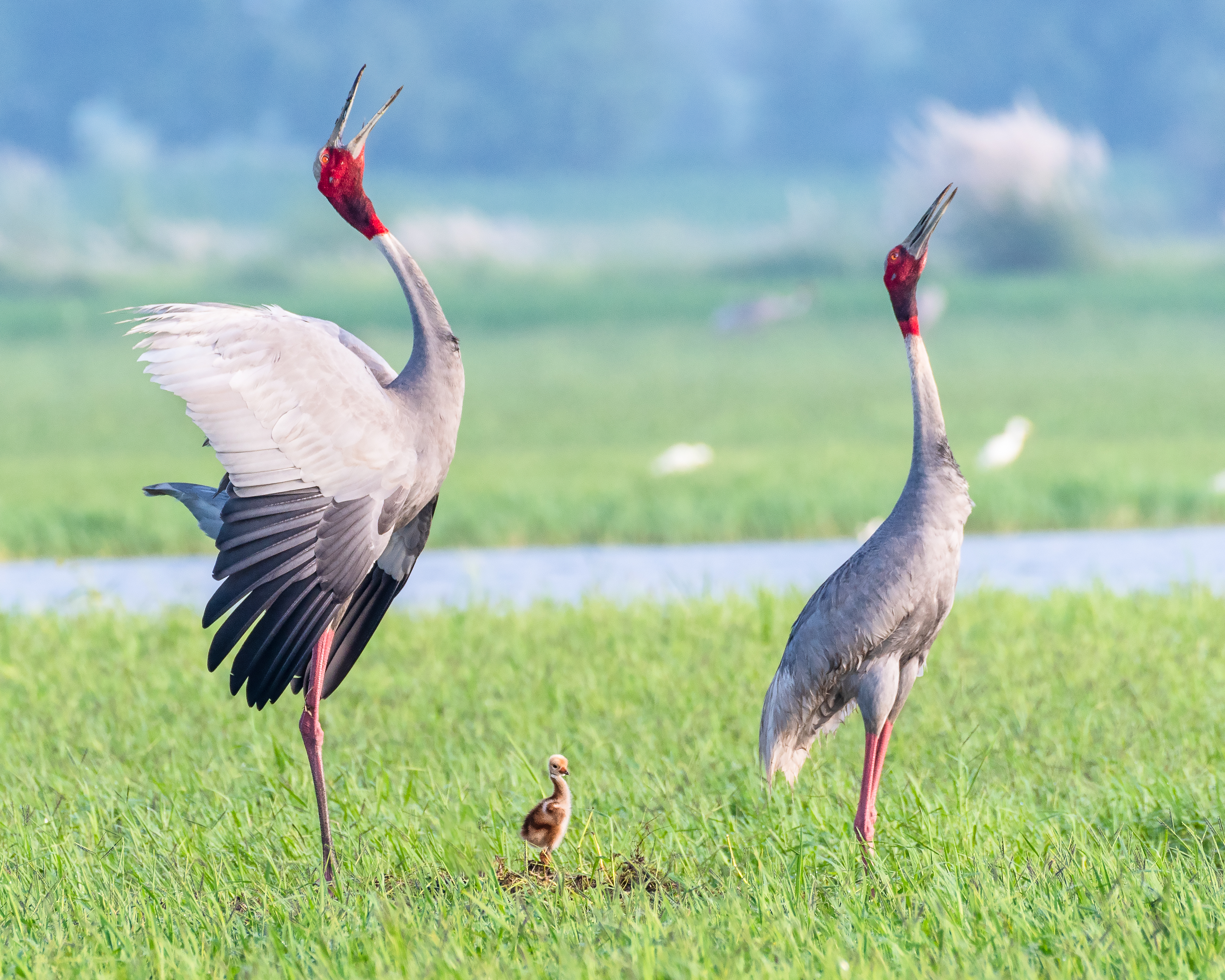 Sarus crane calling with a chick, Indian Sarus crane also known as Grus antigone