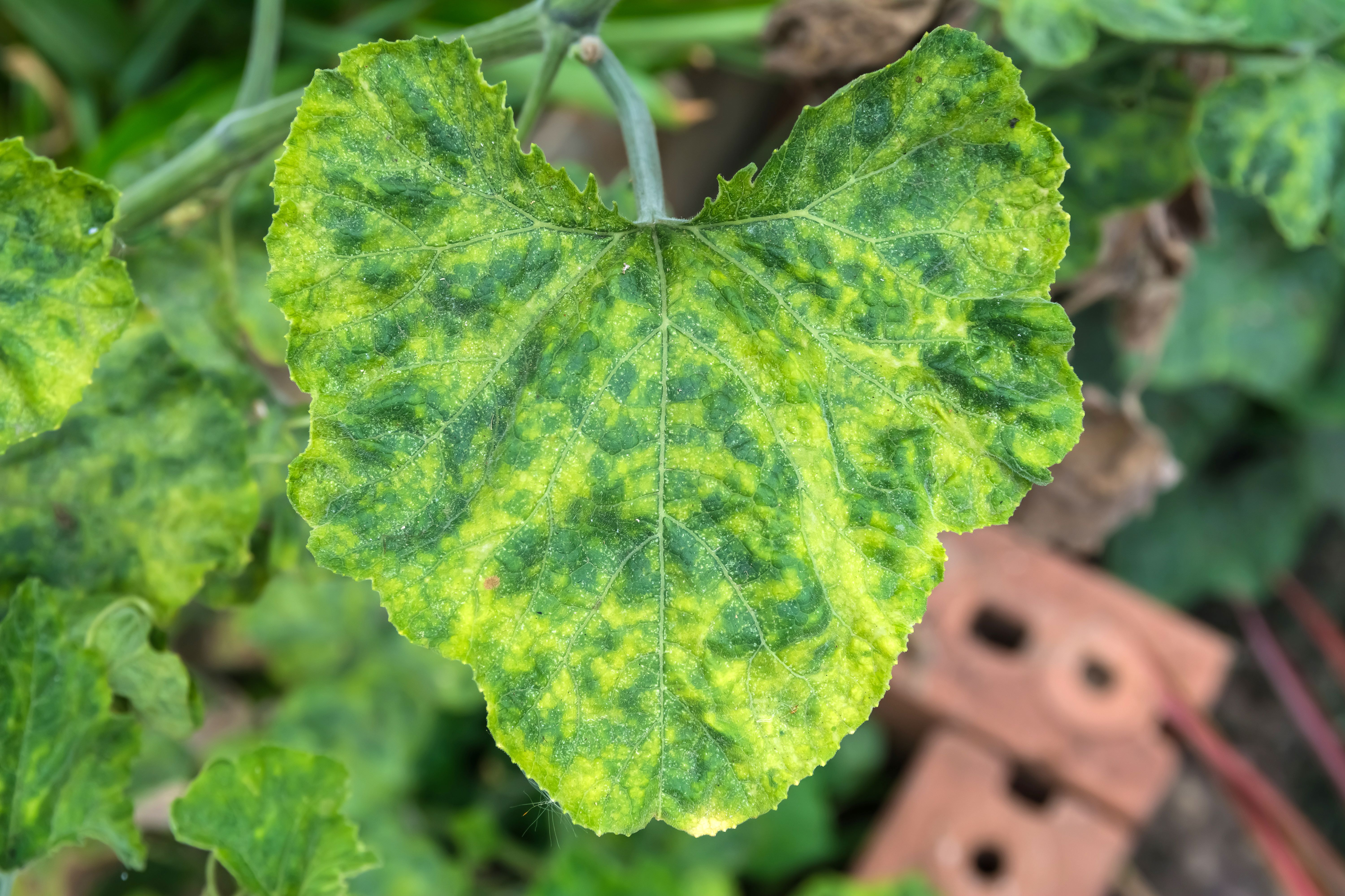 Infected pumpkin mottled leaves