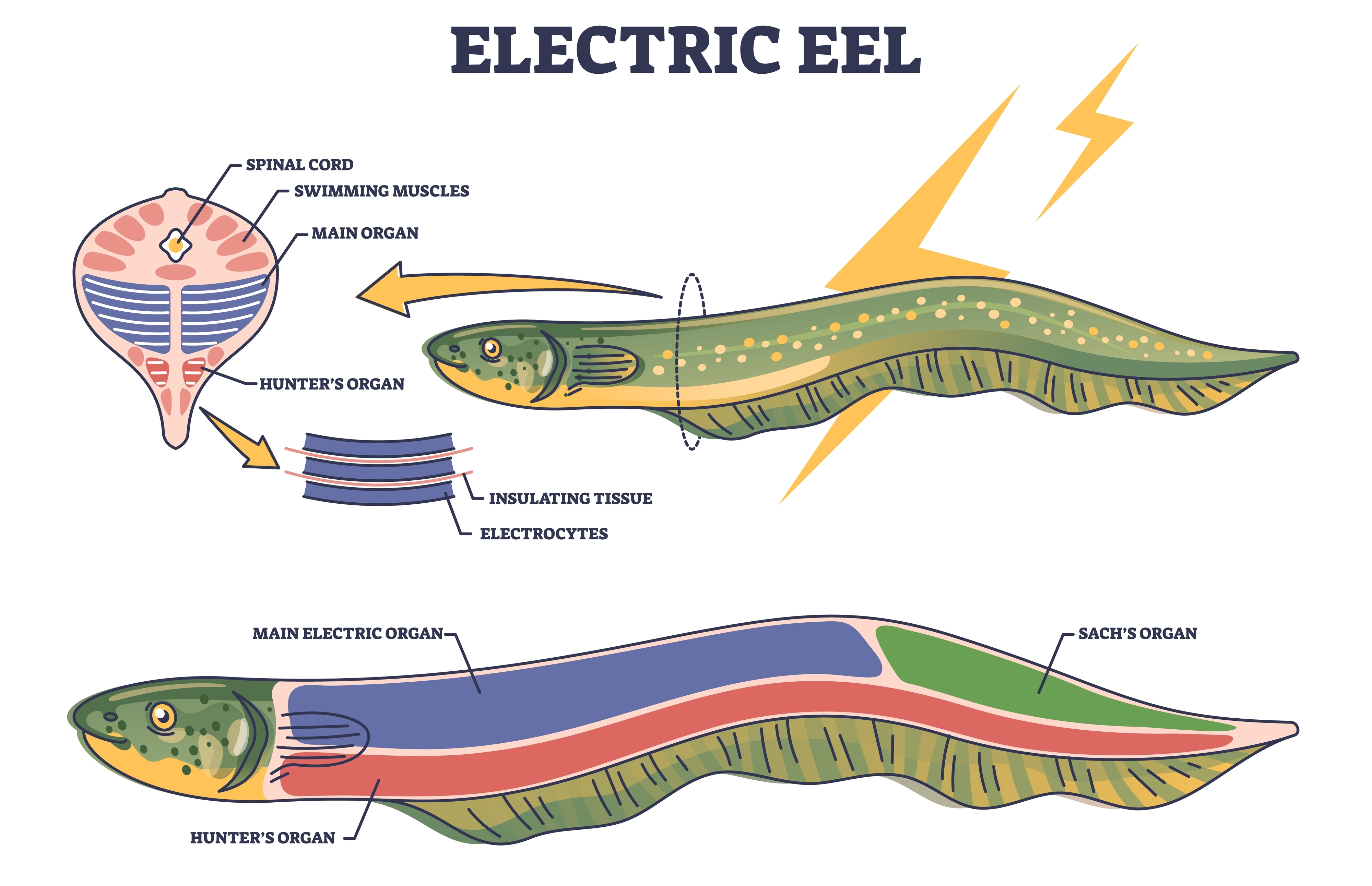 Electric eel anatomy as fish structure with inner organs outline diagram. Labeled educational biological scheme with swimming muscles, insulating tissues and electrocytes location vector illustration.