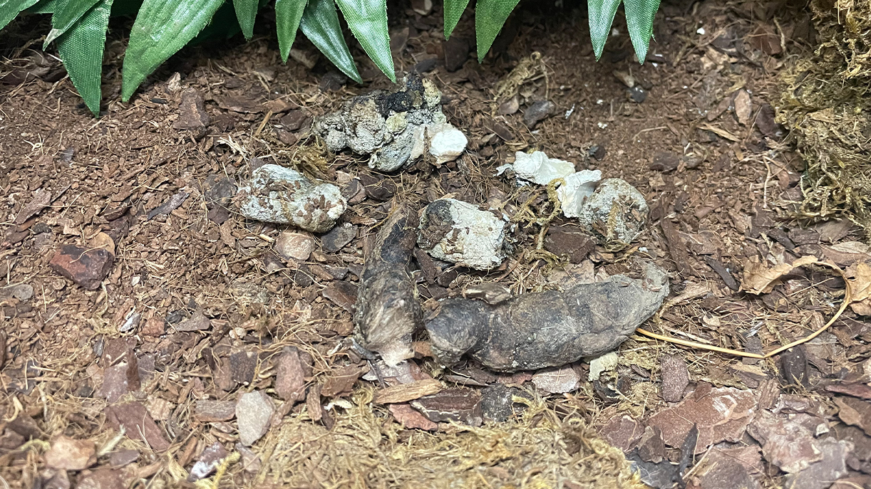 dry snake droppings in dirt