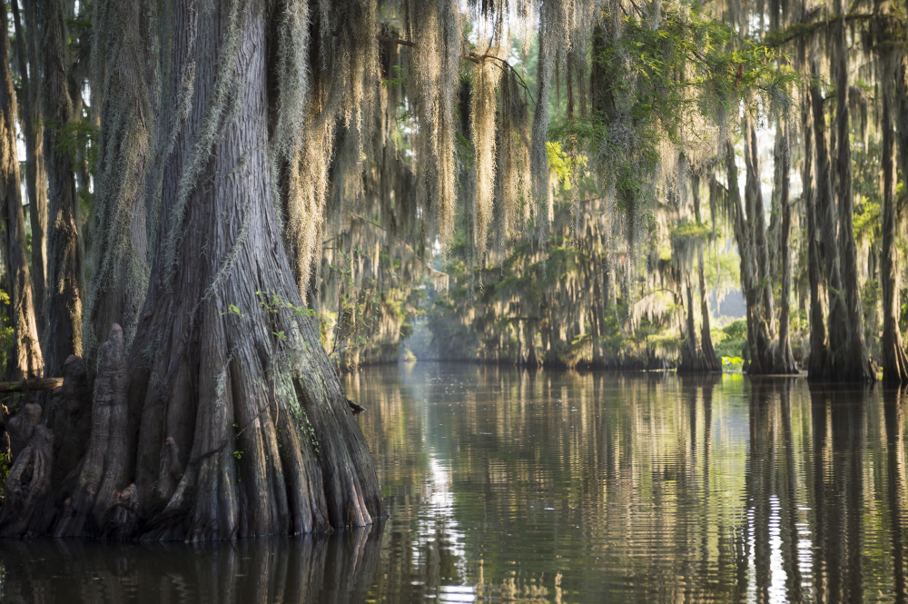 a swamp in louisiana with trees and moss