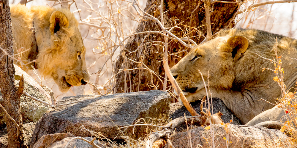 two maneless lions in tsavo region