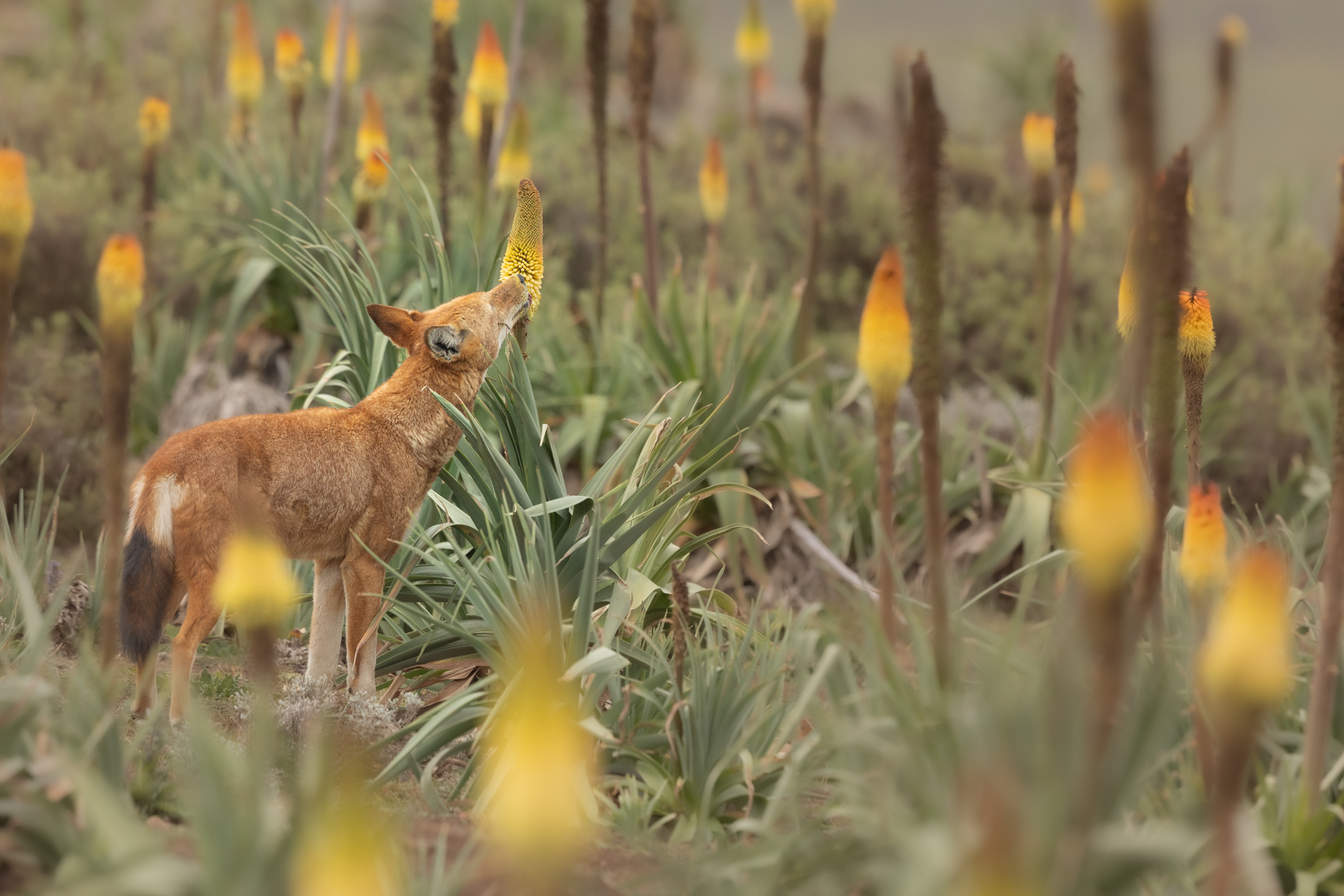 An Ethiopian wolf (Canis simensis) feeding amongst the blooming Ethiopian red hot poker flowers (Kniphofia foliosa). 