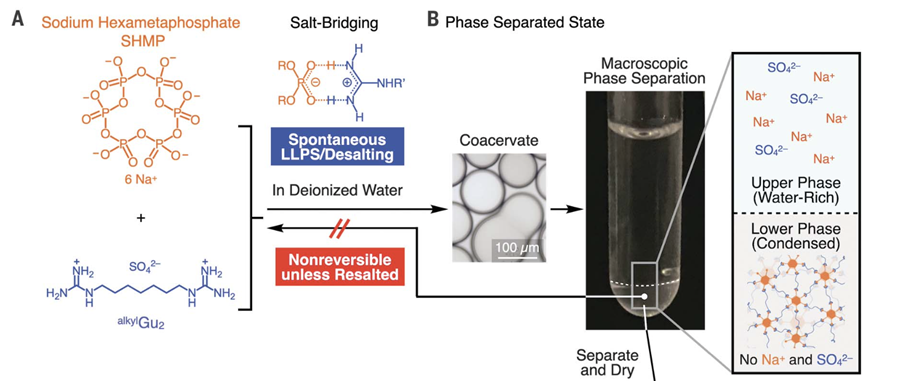 (A) Molecular structures of SHMP (orange) and a guanidinium sulfate (Gu)–based monomer. (B) Spontaneous liquid-liquid separation after mixing aqueous solutions of the monomers. The lower liquid dries to a degradable plastic.