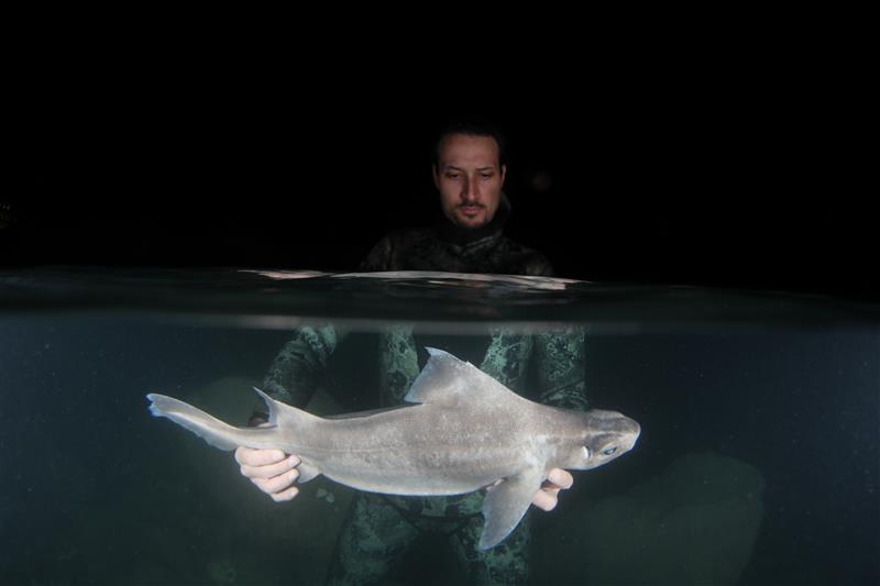 The photo shows Andrej Gajic holding the pale angular roughshark underwater. The photo was taken at night but was illuminated from below. Gajic's head and shoulders are framed above the water, which takes up the top half of the image, while the lower part shows his hands holding the shark which is clearly pale. 