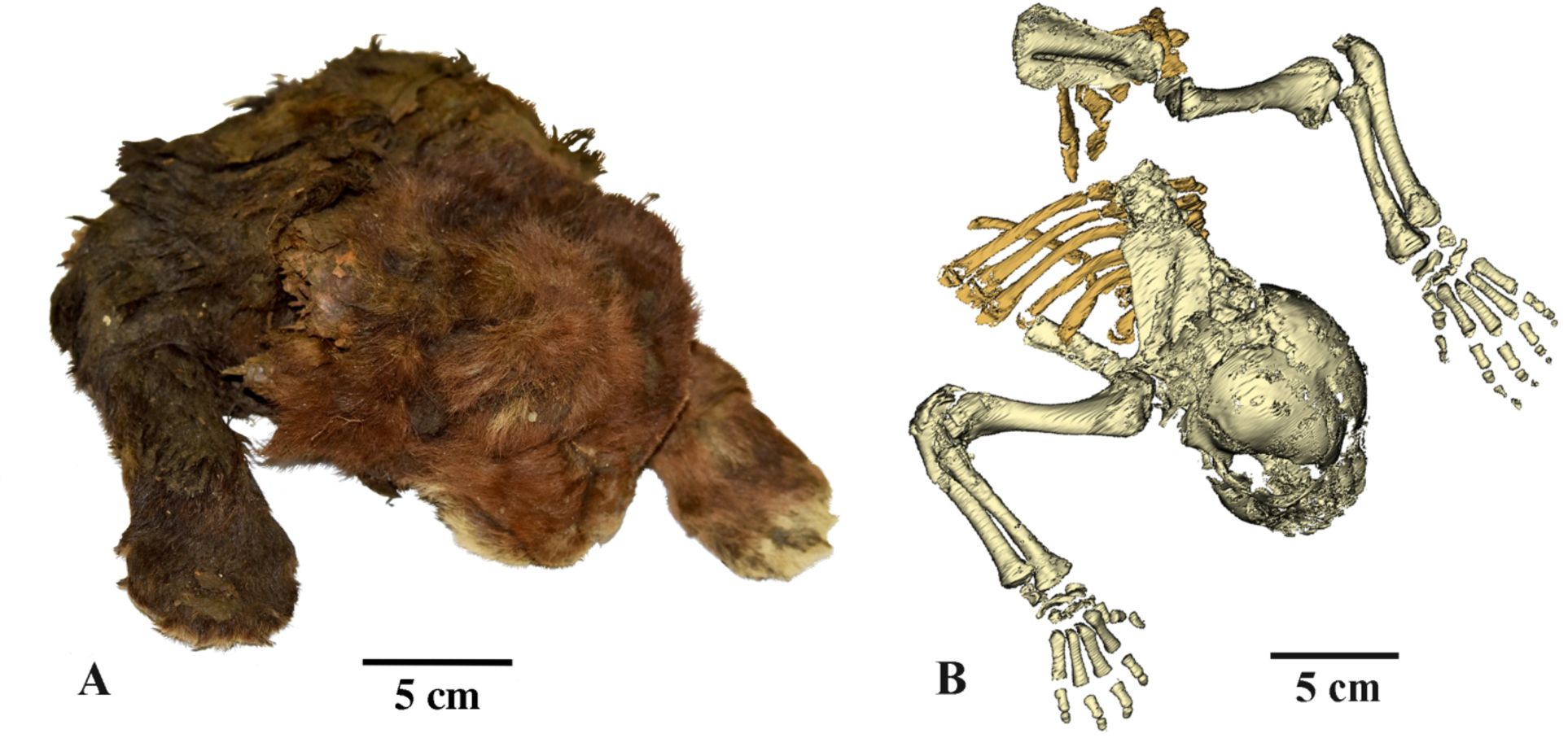 The external fur of the saber-tooth cat (left) and a CT scan of the specimen showing its bones (right).