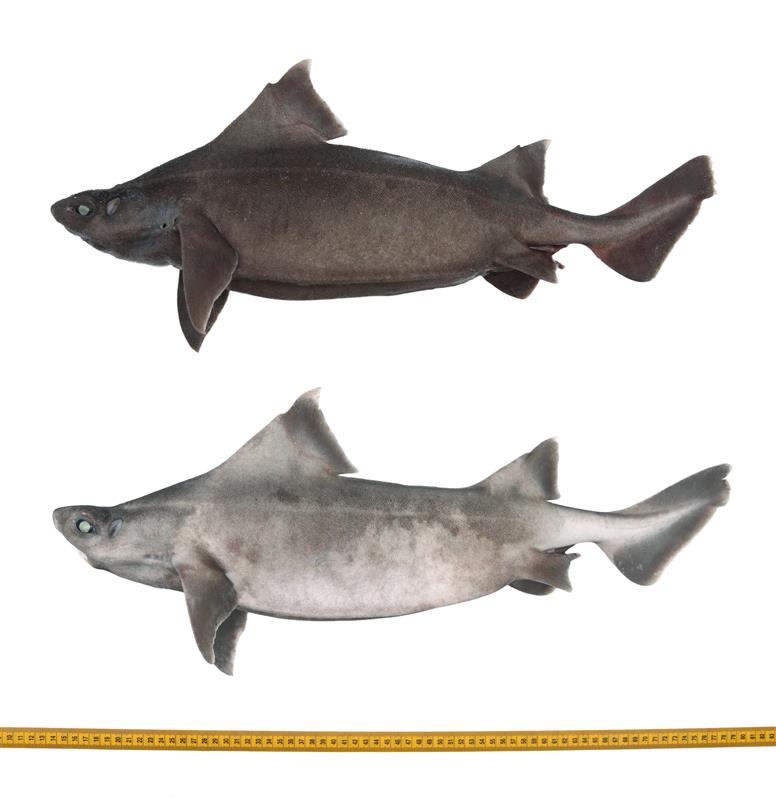 The photo shows two examples of angular roughsharks, one above the other. The top example is a normal specimen with dark, brownish skin while the specimen below it is significantly paler with several white patches, especially towards its tail. 