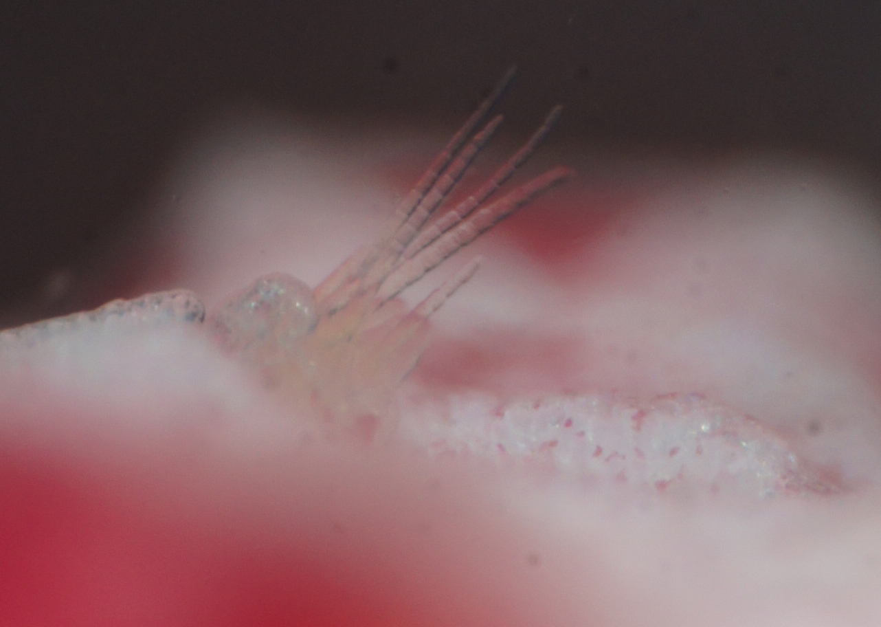 Haplosyllis anthogorgicola on coral, the worm is almost seethrough