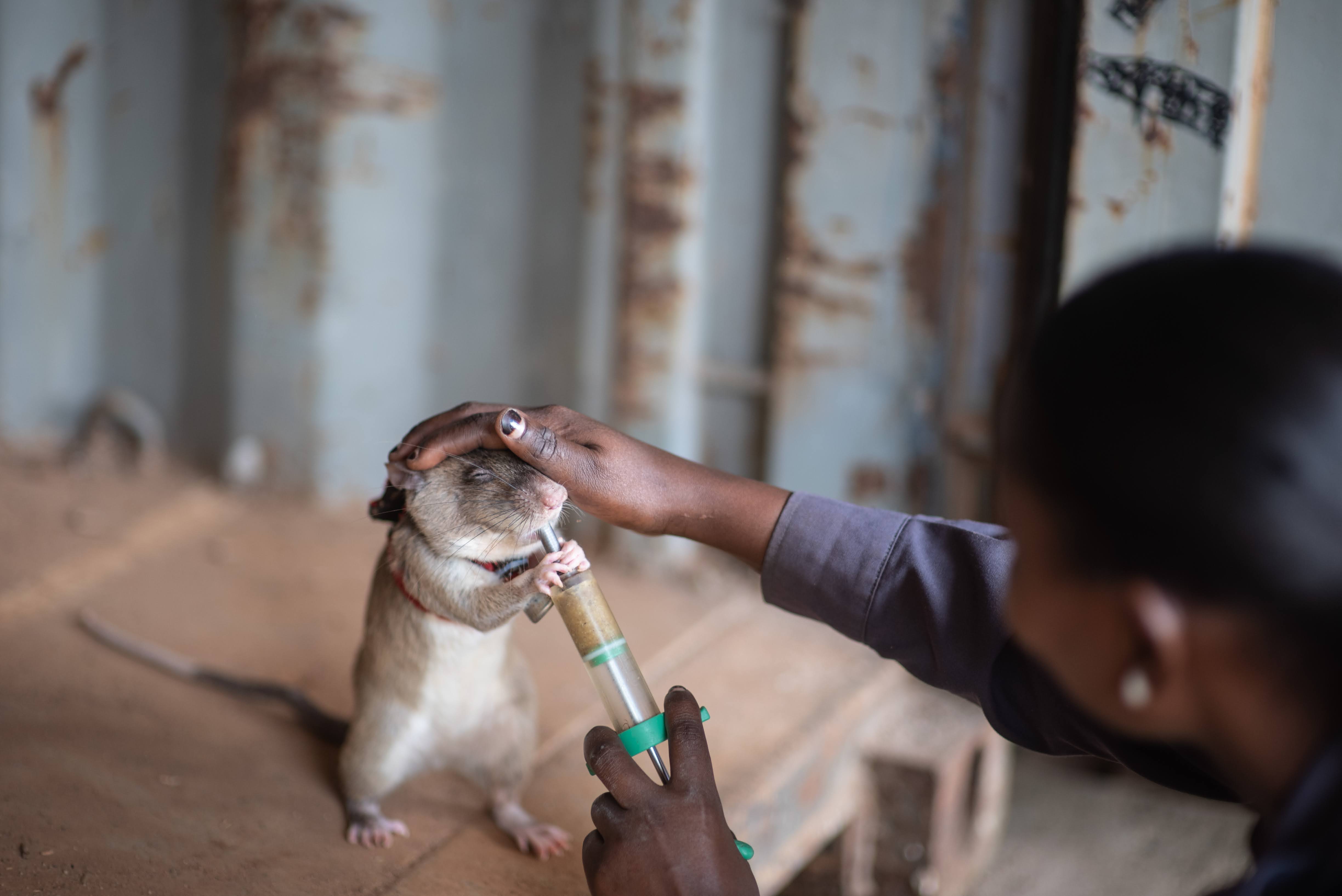 A large brown rat being given a syringe with a treat in it