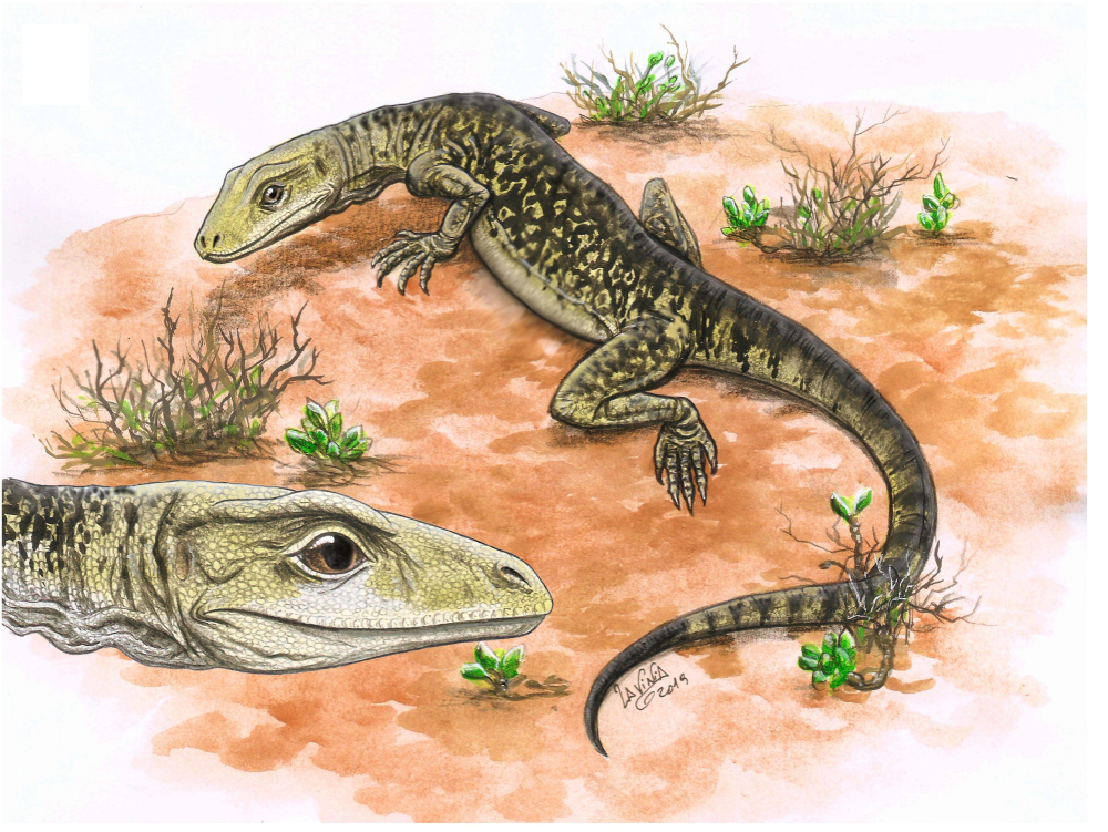 an illustration of a small lizard with green speckled back and pale grey-green face